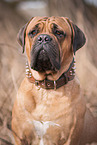 Bullmastiff