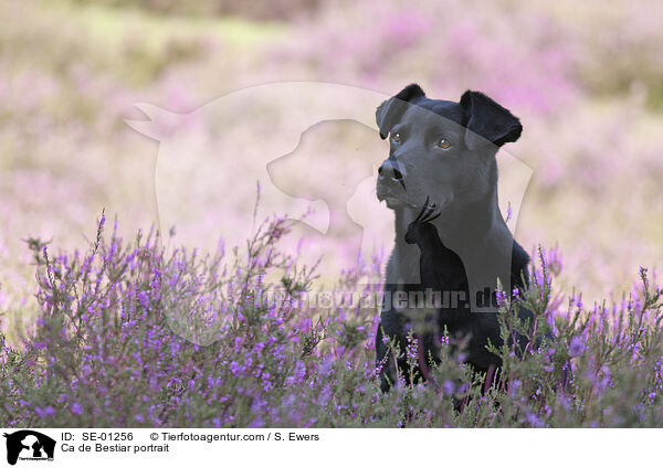Mallorca Schferhund Portrait / Ca de Bestiar portrait / SE-01256