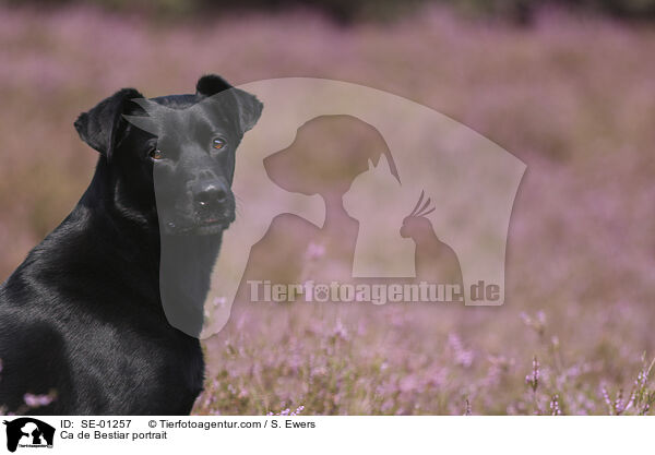Mallorca Schferhund Portrait / Ca de Bestiar portrait / SE-01257
