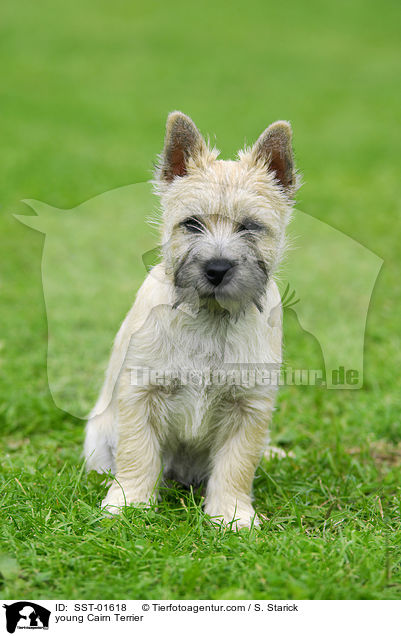 young Cairn Terrier / SST-01618
