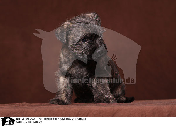 Cairn Terrier Welpe / Cairn Terrier puppy / JH-05303