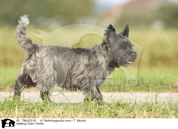 laufender Cairn Terrier / walking Cairn Terrier / TM-02316