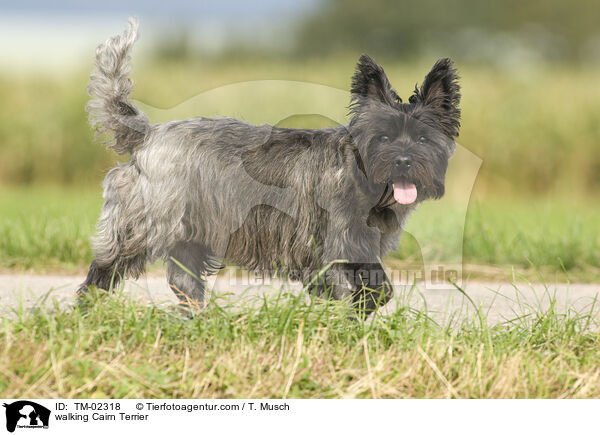 laufender Cairn Terrier / walking Cairn Terrier / TM-02318