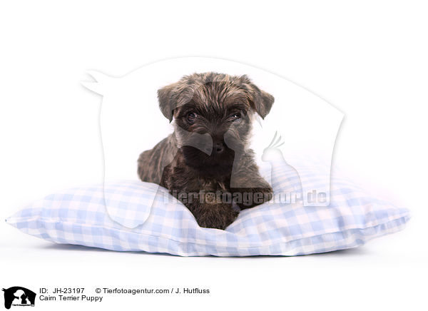 Cairn Terrier Puppy / JH-23197
