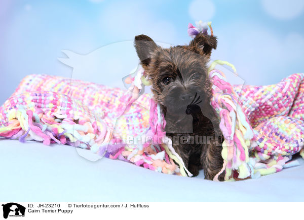 Cairn Terrier Welpe / Cairn Terrier Puppy / JH-23210