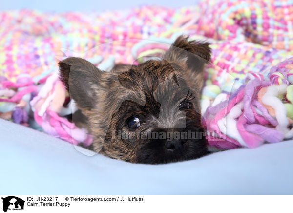 Cairn Terrier Puppy / JH-23217