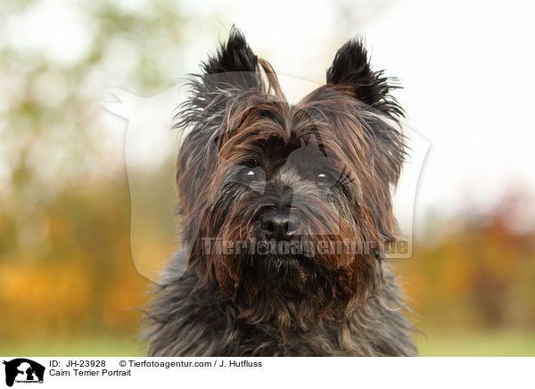 Cairn Terrier Portrait / Cairn Terrier Portrait / JH-23928