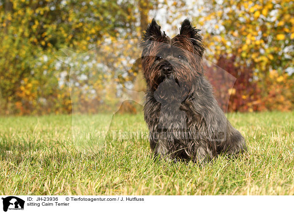 sitting Cairn Terrier / JH-23936