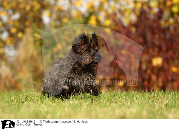 sitting Cairn Terrier / JH-23942