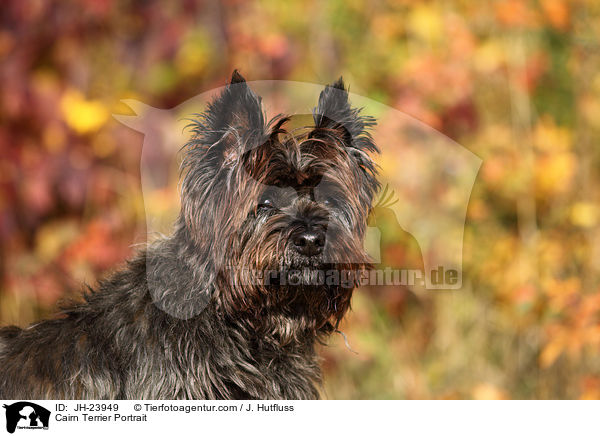 Cairn Terrier Portrait / JH-23949