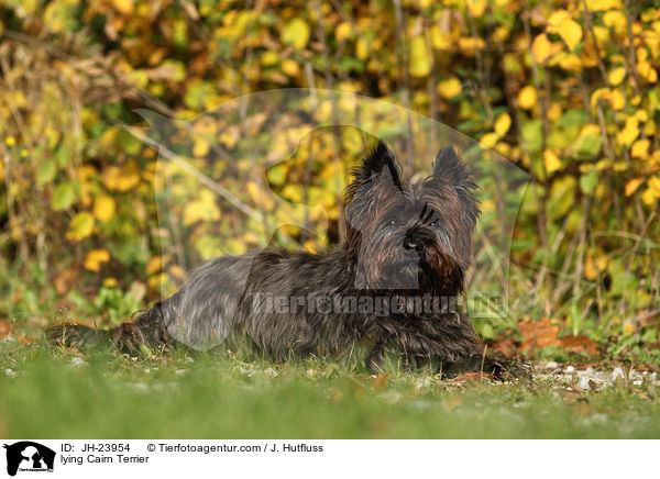 lying Cairn Terrier / JH-23954