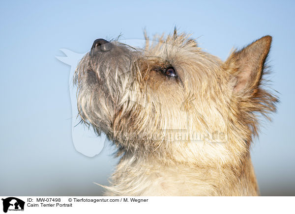 Cairn Terrier Portrait / MW-07498