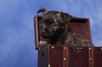 Cairn Terrier puppy