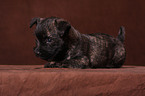 Cairn Terrier puppy