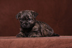 Cairn Terrier puppy