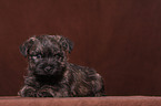 Cairn Terrier puppy