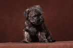 Cairn Terrier puppy