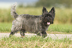 walking Cairn Terrier