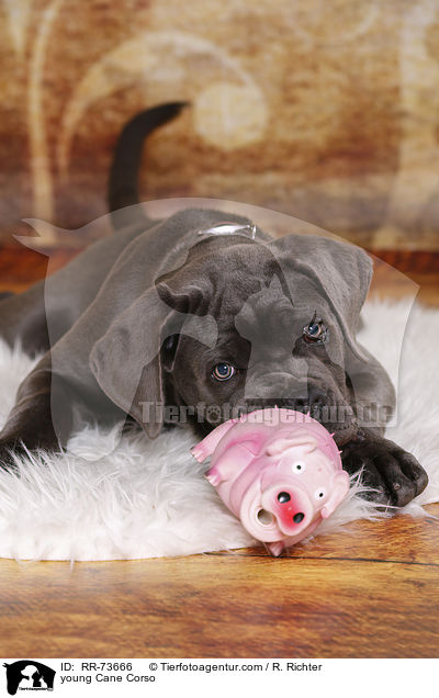 junger Cane Corso / young Cane Corso / RR-73666