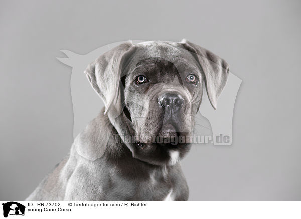 young Cane Corso / RR-73702