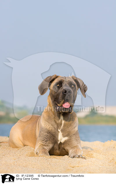 liegender Cane Corso / lying Cane Corso / IF-12395