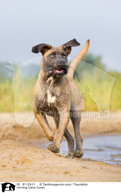 rennender Cane Corso / running Cane Corso / IF-12411