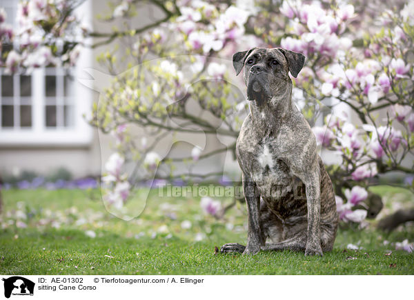 sitzender Cane Corso / sitting Cane Corso / AE-01302