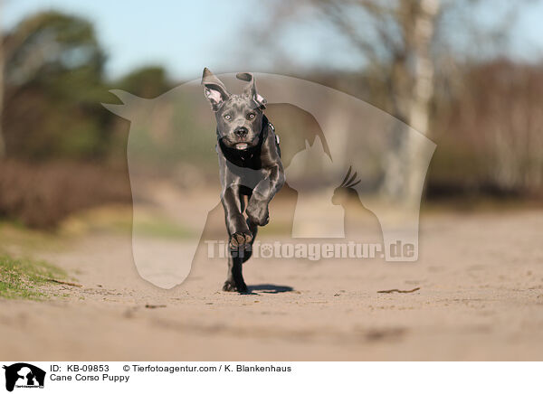 Cane Corso Welpe / Cane Corso Puppy / KB-09853