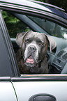 Cane Corso in car