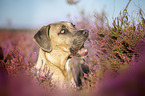 Cane Corso Portrait