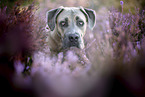 Cane Corso Portrait