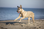 running Cane Corso