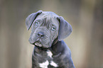 Cane Corso Puppy portrait