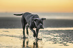 running Cane Corso