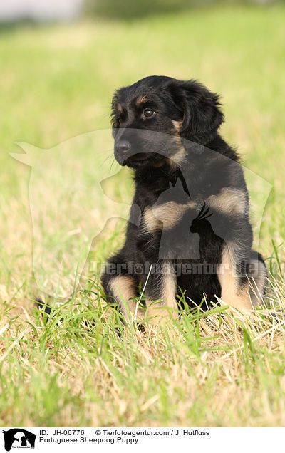 Cao da Serra de Aires Welpe / Portuguese Sheepdog Puppy / JH-06776