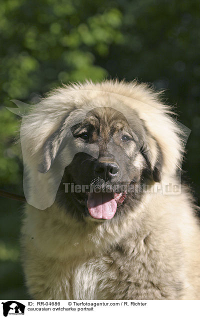 Kaukasischer Schferhund im Portrait / caucasian owtcharka portrait / RR-04686
