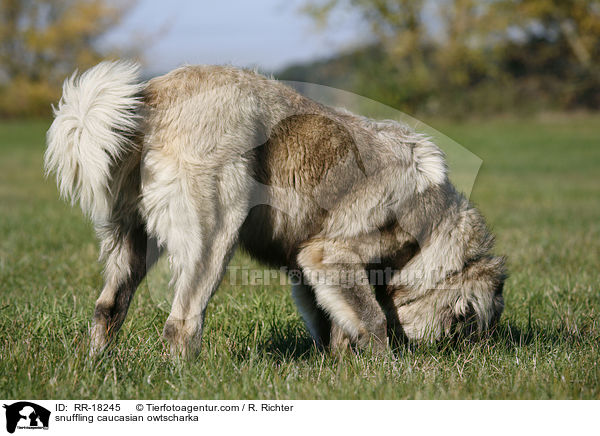 snuffling caucasian owtscharka / RR-18245