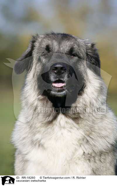 Kaukasischer Schferhund Portrait / caucasian owtscharka / RR-18260