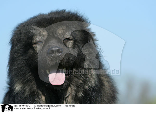Kaukasischer Schferhund Portrait / caucasian owtscharka portrait / IF-04400