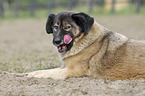 lying Caucasian Shepherd Dog