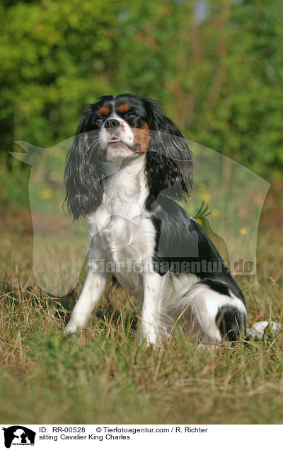 sitzender / sitting Cavalier King Charles / RR-00528