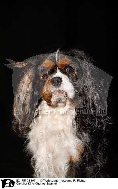 Cavalier King Charles Spaniel / Cavalier King Charles Spaniel / RR-08367