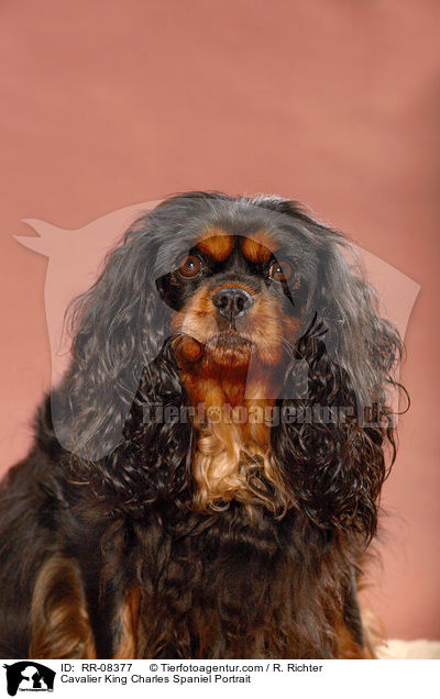 Cavalier King Charles Spaniel Portrait / Cavalier King Charles Spaniel Portrait / RR-08377