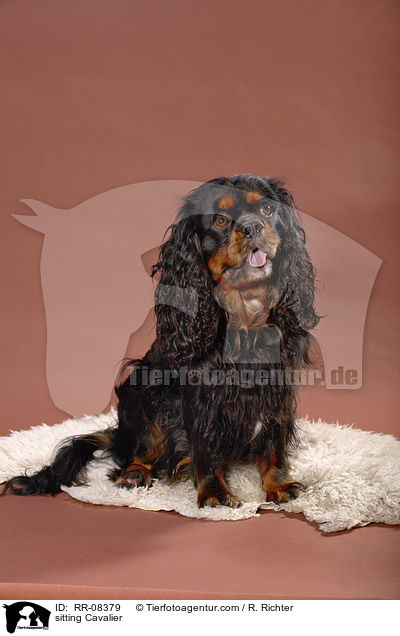 sitzender Cavalier / sitting Cavalier / RR-08379