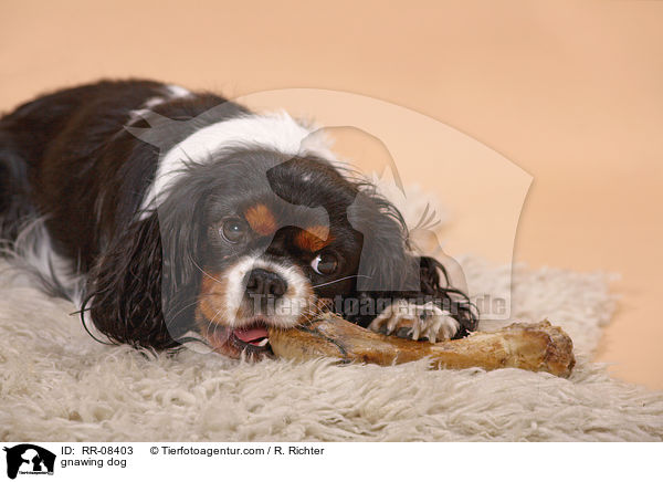 Hund knabbert Knochen / gnawing dog / RR-08403