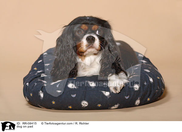 Cavalier auf Kissen / dog on pad / RR-08415