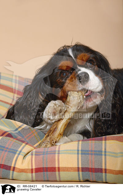 Hund knabbert an Knochen / gnawing Cavalier / RR-08421