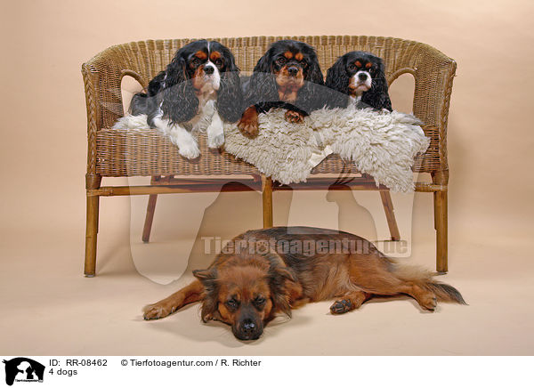 4 Hunde / 4 dogs / RR-08462