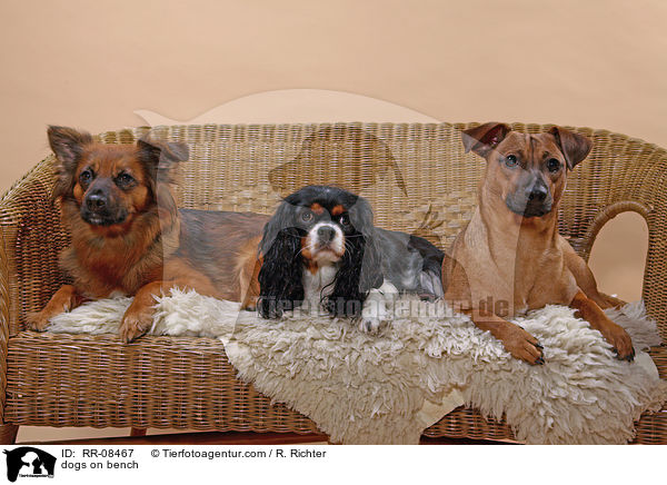 dogs on bench / RR-08467
