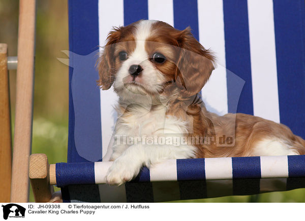 Cavalier King Charles Welpe / Cavalier King Charles Puppy / JH-09308